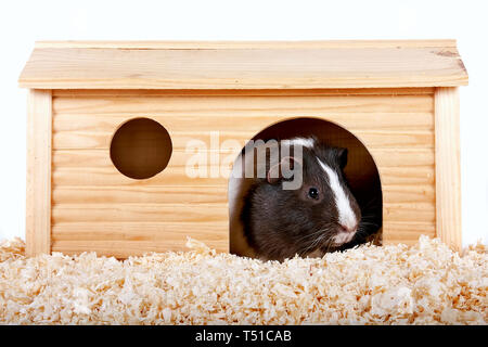 Sawdust for hot sale guinea pigs