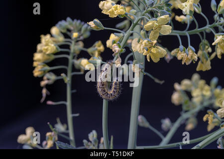 Cabbage butterfly caterpillar on green broccoli with yellow flowers on a black background, close up