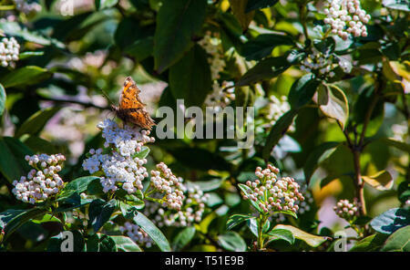 Close up of Lantana bush flowers and butterfly in a spring garden Stock Photo