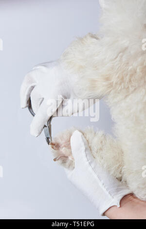 Dog spa theme. Cutting dog nails with clipper Stock Photo