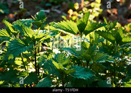 View of green leaves of nettle on meadow in forest. Sunny spring day with green defocused background. Stock Photo