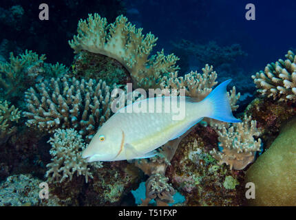 Longnose parrotfish, Hipposcarus harid, on coral reef in Hamata, Egypt Stock Photo