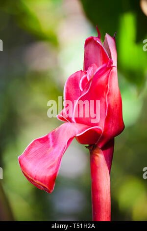 Developing flower of a Torch Ginger in Maui, Hawaii. Stock Photo