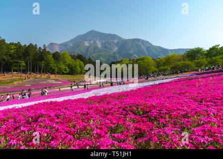 View of Pink moss (Shibazakura, Phlox subulata) flower at Hitsujiyama Park. The Shibazakura festival in Chichibu city, Saitama, Japan Stock Photo