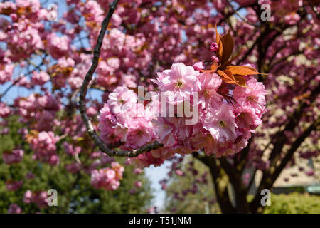 Pink Cherry Blossom Tree in Early Spring. Stock Photo