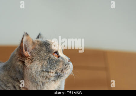 Close-up view of a blue-cream British cat. Lying on the bed, she has big eyes. Stock Photo