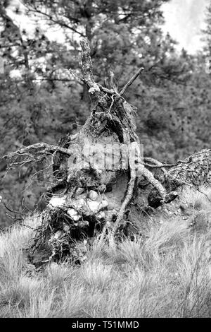 A black and white photograph of a fallen trees branched dead stump covered in dirt and other plants. Stock Photo