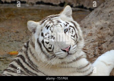 white tiger or bleached tiger, Bengal tiger, Königstiger, Panthera tigris, fehér tigris, bengáli tigris, királytigris Stock Photo