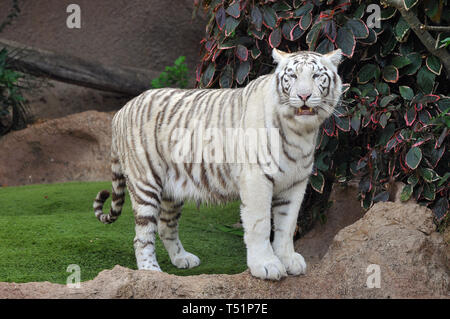 white tiger or bleached tiger, Bengal tiger, Königstiger, Panthera tigris, fehér tigris, bengáli tigris, királytigris Stock Photo