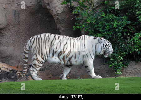 white tiger or bleached tiger, Bengal tiger, Königstiger, Panthera tigris, fehér tigris, bengáli tigris, királytigris Stock Photo