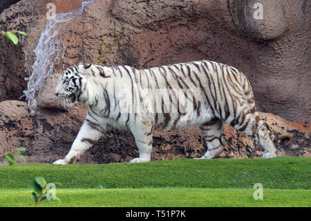 white tiger or bleached tiger, Bengal tiger, Königstiger, Panthera tigris, fehér tigris, bengáli tigris, királytigris Stock Photo