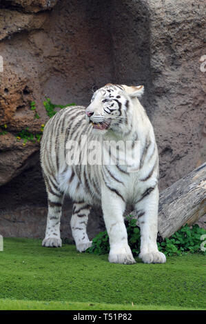 white tiger or bleached tiger, Bengal tiger, Königstiger, Panthera tigris, fehér tigris, bengáli tigris, királytigris Stock Photo