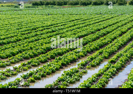 Farm field with rows of young fresh green salad lettuce plants growing outside under greek sun, agriculture in Greece. Stock Photo