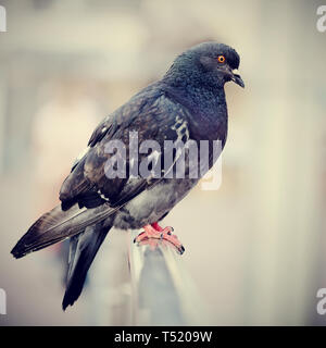 The blue rock city pigeon sits on a handrail. Stock Photo