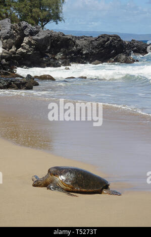 Green Sea Turtle Stock Photo