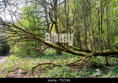 A fallen tree in woodland has branches growing vertically. Stock Photo