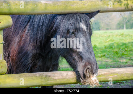 A horse peers out between rungs of a wooden fence. Stock Photo