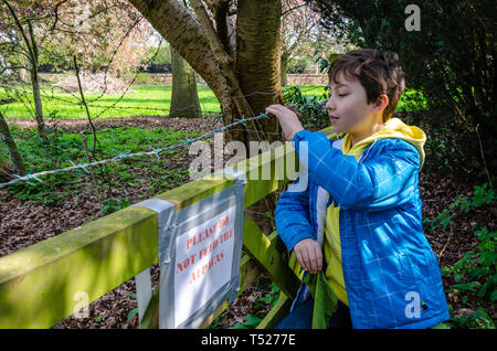 A young boy looks over a wooden gate at the alpacas in a field which are out of shot. Stock Photo