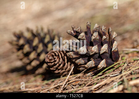 Three pinecones lying on the ground in Daresbury Firs, Warrington, Cheshire, England Stock Photo