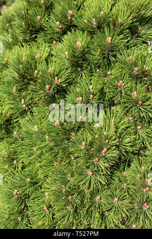 Pinus heldreichii 'Smidtii' at the Oregon Garden in Silverton, Oregon, USA. Stock Photo