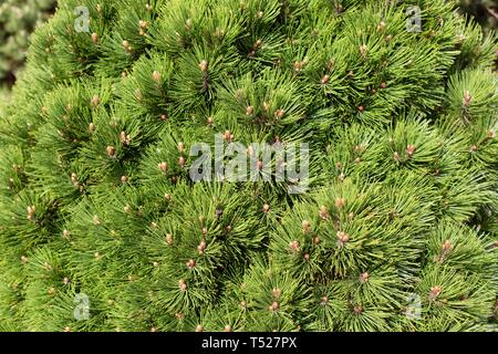 Pinus heldreichii 'Smidtii' at the Oregon Garden in Silverton, Oregon, USA. Stock Photo