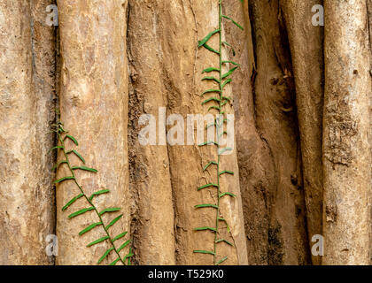 The bark of Alangium salviifolium, the sage-leaved tree, background and texture, copy space Stock Photo