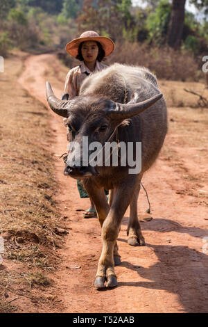 Shan girl walking with a water buffalo on a track near Kalaw, Shan State, Myanmar. Stock Photo