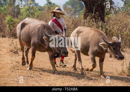 Shan girl walking with two water buffalo on a track near Kalaw, Shan State, Myanmar. Stock Photo