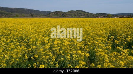 canola field near Lagorce in the ardeche region in france Stock Photo