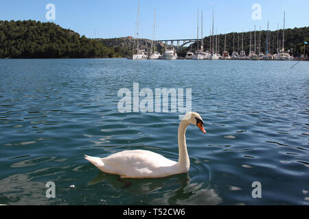 White swan swims on the Krka River in Croatia Stock Photo