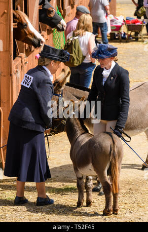 Handlers (entrants in equestrian completion) prepare animals (donkey & foal) in stable yard by horses in stables - Great Yorkshire Show, England, UK. Stock Photo