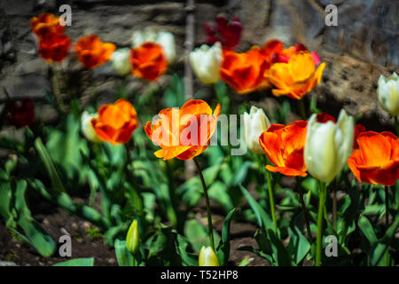 Different colors tulip flowers in the spring time garden Stock Photo Different colors tulip flowers in the spring time garden Stock Photo