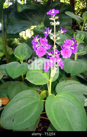 Silverleafed princess flower (Tibouchina heteromalla) from Brazil Stock Photo