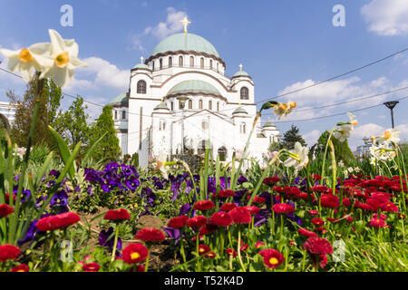 Belgrade Saint Sava flowers - Low angle view of Saint Sava church in Vracar area of Belgrade, Serbia, Europe. Stock Photo