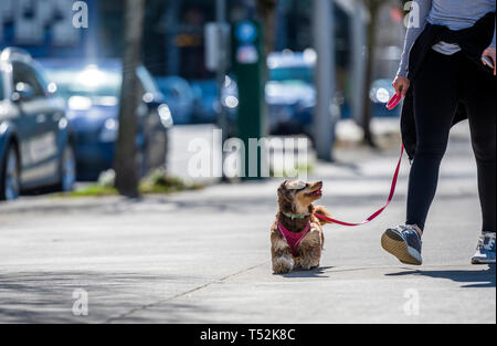 An elegant young girl in sportswear walks her small, playful dog on a leash - a shaggy terrier dog, who merrily runs down the street with devotion loo Stock Photo