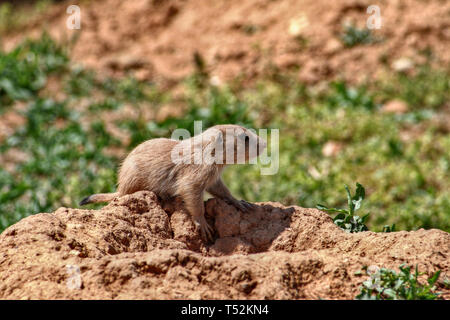 A black-tailed prairie dog (Cynomys ludovicianus). They are not dogs, but rodents: their name given out of the barking sound of their warning calls. Stock Photo