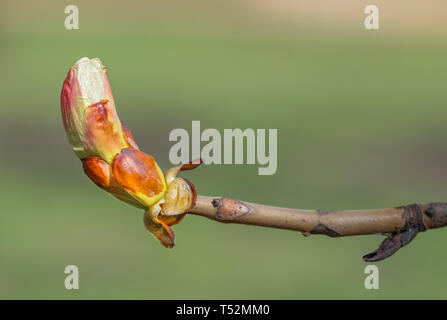 Macro of a horse-chestnut (aesculus hippocastanum) sprout under the warm spring sun Stock Photo