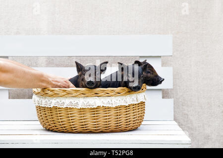 Three black pigs of Vietnamese breed sit in a wicker basket. Cute little black piglets on a white background. Stock Photo