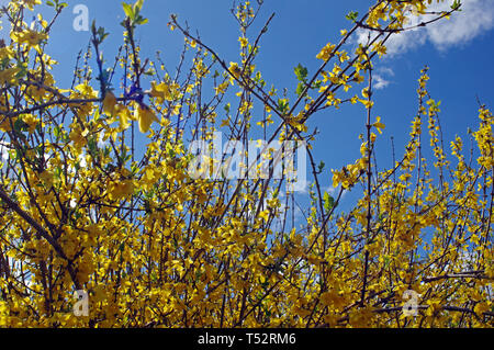 Forsythia suspensa flowering Stock Photo