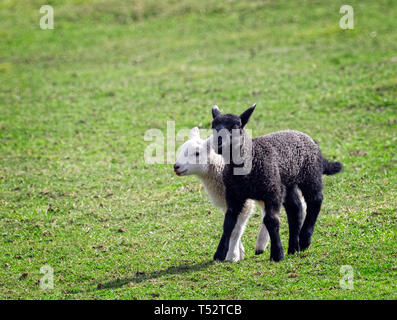 Black and White Lambs running in a field on a sunny spring day Stock Photo