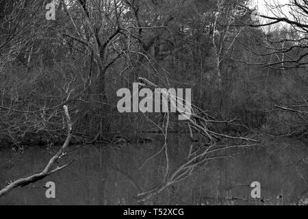 dead trees in toronto ontario canada high park pond river cloudy day with live ducks spring time gloomy day boring evening Stock Photo