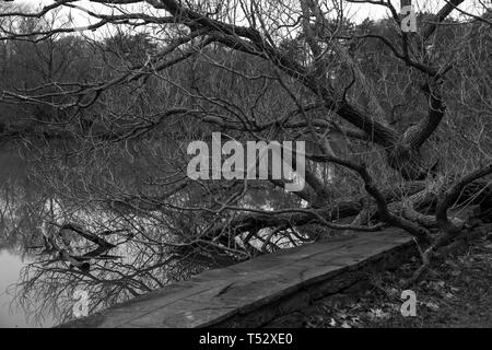 dead trees in toronto ontario canada high park pond river cloudy day with live ducks spring time gloomy day boring evening Stock Photo