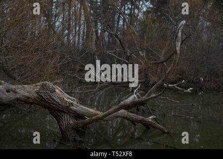 dead trees in toronto ontario canada high park pond river cloudy day with live ducks spring time gloomy day boring evening Stock Photo