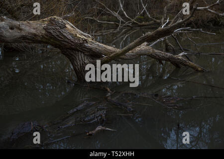 dead trees in toronto ontario canada high park pond river cloudy day with live ducks spring time gloomy day boring evening Stock Photo