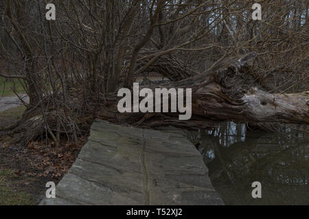 dead trees in toronto ontario canada high park pond river cloudy day with live ducks spring time gloomy day boring evening Stock Photo