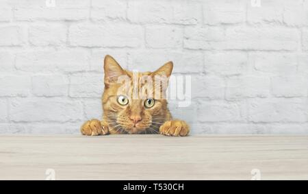 Naughty red cat is looking curious up to the table. Stock Photo