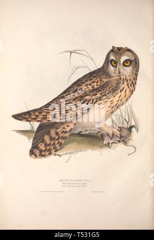 Beautiful vintage hand drawn illustrations of European birds from old book. It can be used as poster or decorative element for interior design. Stock Photo