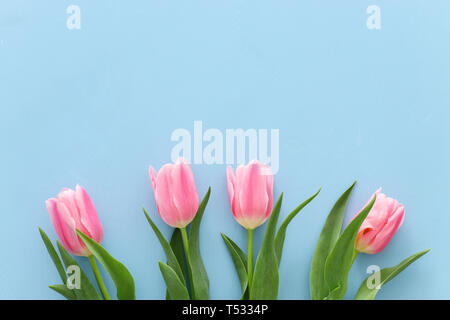 bouquet of pink tulips over pastel blue wooden background. Top view Stock Photo
