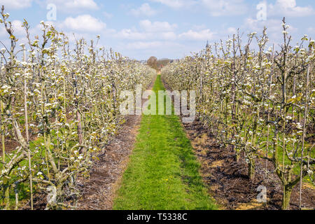 Blooming apple trees in the Betuwe near Rhenen in Gelderland, the Netherlands Stock Photo