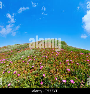 Summer blossoming hill with Carpobrotus pink flowers and blue sky. Stock Photo
